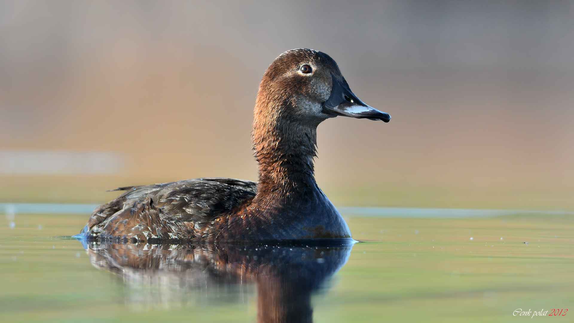 Common Pochard